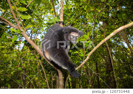 Lemur Indri indri, babakoto largest lemur from Madagascar 120731448