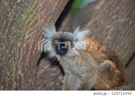 Blue eyed lemur on tree in forest 120731450