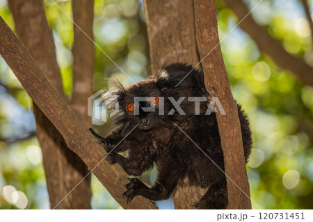 family Black lemur, Eulemur macaco, sits by a tree trunk 120731451