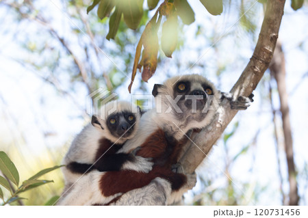 Endangered Coquerel's Sifaka Lemur Propithecus coquereli Madagascar 120731456