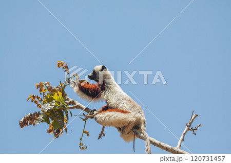 Endangered Coquerel's Sifaka Lemur Propithecus coquereli Madagascar 120731457