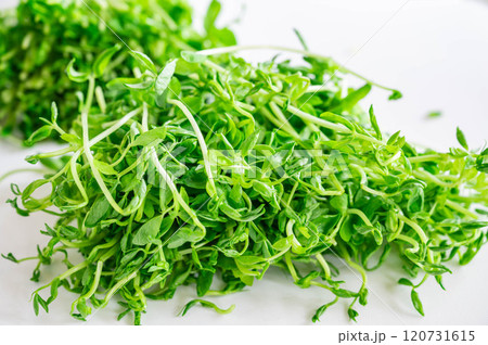 豆苗 豆苗 120731615