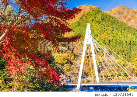 【神奈川県】丹沢湖 永歳橋付近の紅葉 【神奈川県】丹沢湖 永歳橋付近の紅葉 120731645