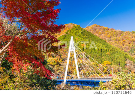 【神奈川県】丹沢湖 永歳橋付近の紅葉 【神奈川県】丹沢湖 永歳橋付近の紅葉 120731646
