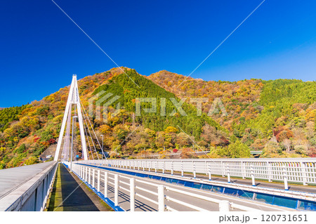 【神奈川県】丹沢湖 永歳橋付近の紅葉 【神奈川県】丹沢湖 永歳橋付近の紅葉 120731651