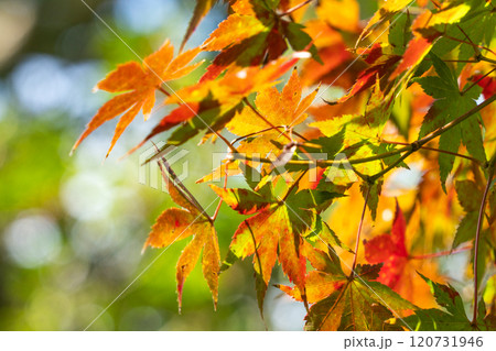 秋の日の紅葉06 秋の日の紅葉06 120731946