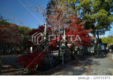 碧い空ときれいな紅葉の八事山興正寺 碧い空ときれいな紅葉の八事山興正寺 120731973