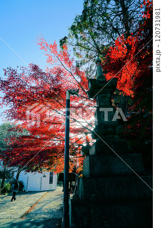 碧い空ときれいな紅葉の八事山興正寺 碧い空ときれいな紅葉の八事山興正寺 120731981