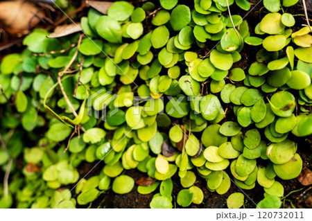 秋の森の中のマメヅタと苔05 120732011