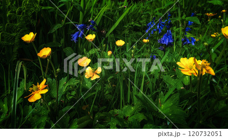 Numerous yellow and blue wildflowers are shown. The plants are growing in a dense patch of grass. Numerous yellow and blue wildflowers are shown. The plants are growing in a dense patch of grass. 120732051