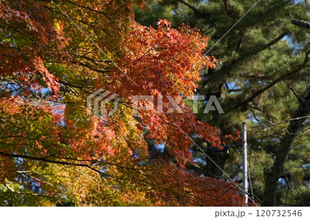 紅葉の赤と緑の松の木 120732546