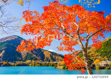【神奈川県】丹沢湖・湖畔の燃える紅葉　後方に富士山 120733059