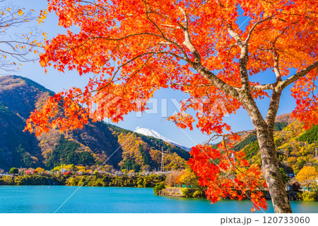 【神奈川県】丹沢湖・湖畔の燃える紅葉　後方に富士山 120733060