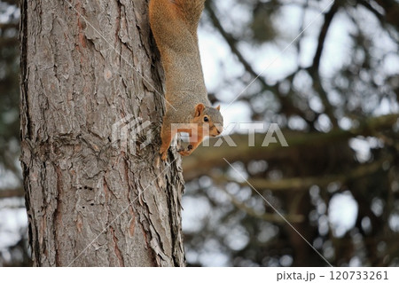 木に登るかわいい、トウブキツネリス 120733261