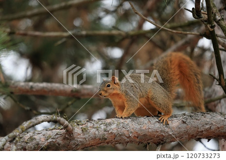 木に登るかわいい、トウブキツネリス 木に登るかわいい、トウブキツネリス 120733273