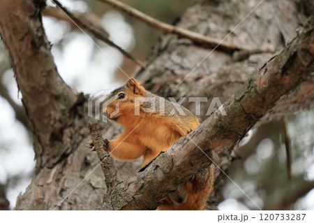 木に登るかわいい、トウブキツネリス 120733287