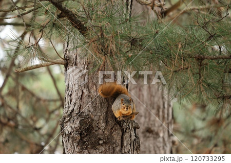 木に登るかわいい、トウブキツネリス 120733295