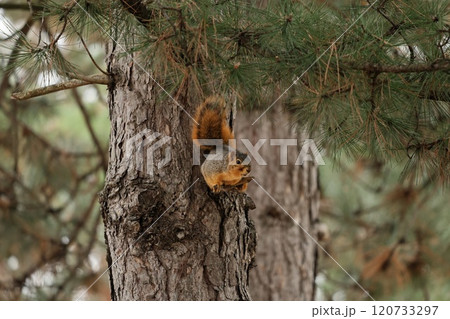 木に登るかわいい、トウブキツネリス 120733297