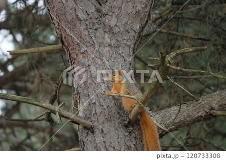 木に登るかわいい、トウブキツネリス 木に登るかわいい、トウブキツネリス 120733308