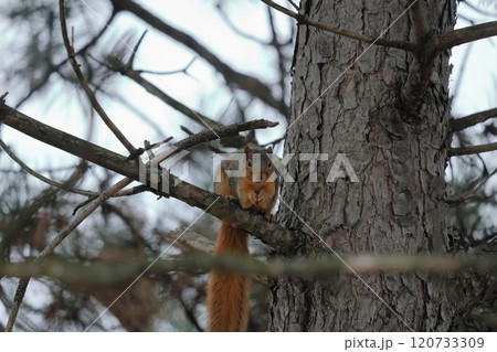 木に登るかわいい、トウブキツネリス 木に登るかわいい、トウブキツネリス 120733309
