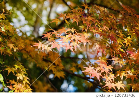 紅葉した色彩豊かな美しいモミジ　鮮やか　 120733436