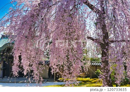 京都　高台寺　美しい枝垂れ桜（京都府京都市東山区） 120733635