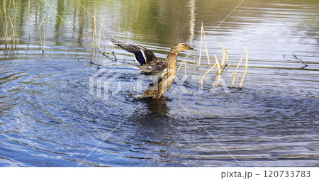 A duck with outstretched wings on a pond. A duck with outstretched wings. A wild duck. Wild fauna 120733783