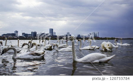 There are many swans on the lake in the background of the city 120733784