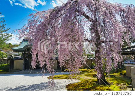 京都 高台寺 美しい枝垂れ桜(京都府京都市東山区) 京都 高台寺 美しい枝垂れ桜(京都府京都市東山区) 120733786