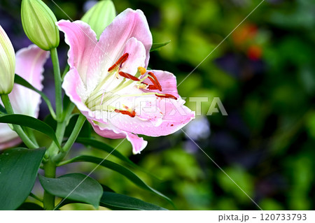 ユリ オリエンタルハイブリッド ユリ オリエンタルハイブリッド 120733793