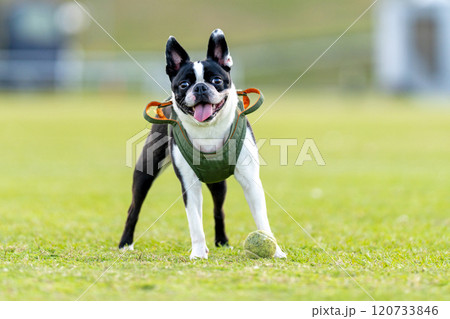ボストンテリア  ボストンテリア  120733846