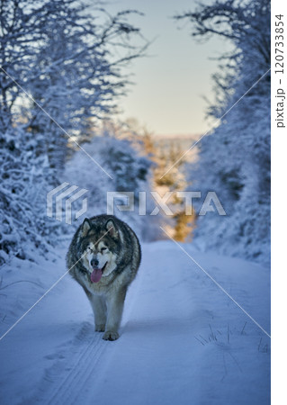 Alaskan malamute. Dog in frosty snow in winter on the road and forest 120733854