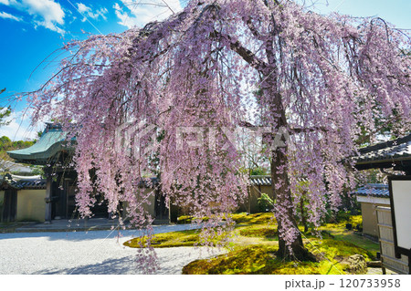 京都　高台寺　美しい枝垂れ桜（京都府京都市東山区） 120733958