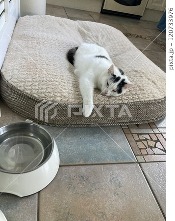 寝転がってる猫 寝転がってる猫 120733976
