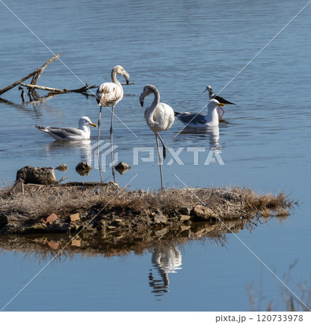 Greater Flamingo (Phoenicopterus roseus) and other birds in nature reserve Guadalhorce near Malaga in Andalusia, Spain. 120733978