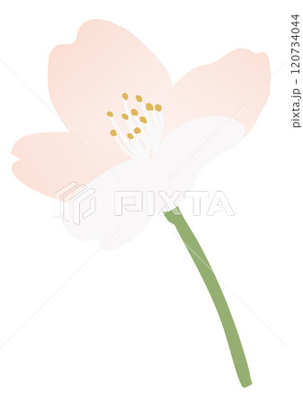 桜の花のベクターイラスト 120734044