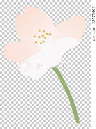 桜の花のベクターイラスト 120734044