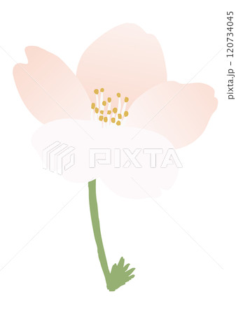 桜の花のベクターイラスト 120734045