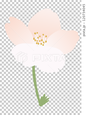 桜の花のベクターイラスト 120734045