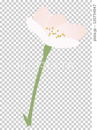 桜の花のベクターイラスト 120734047