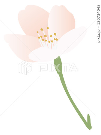 桜の花のベクターイラスト 120734048