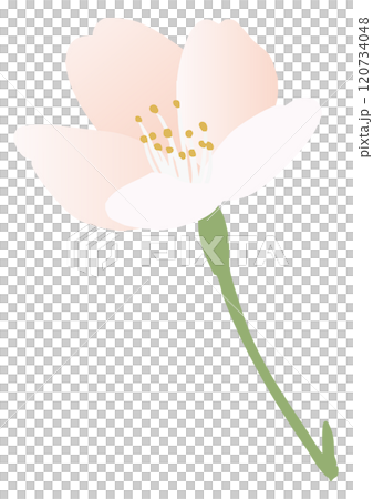 桜の花のベクターイラスト 120734048
