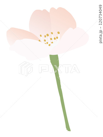 桜の花のベクターイラスト 120734049