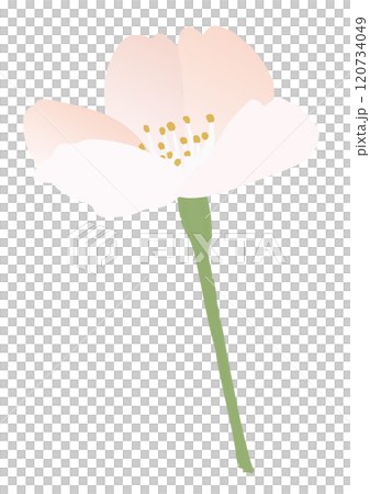 桜の花のベクターイラスト 120734049
