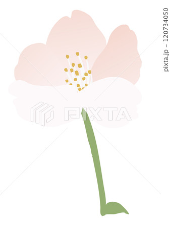 桜の花のベクターイラスト 120734050