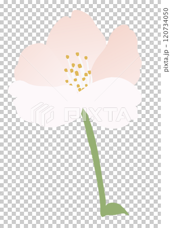 桜の花のベクターイラスト 120734050