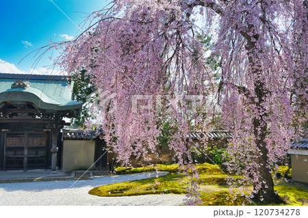 京都 高台寺 美しい枝垂れ桜(京都府京都市東山区) 京都 高台寺 美しい枝垂れ桜(京都府京都市東山区) 120734278