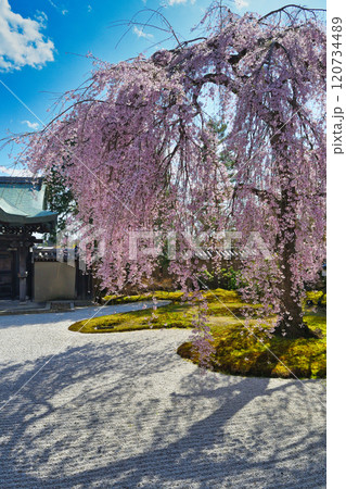 京都 高台寺 美しい枝垂れ桜(京都府京都市東山区) 京都 高台寺 美しい枝垂れ桜(京都府京都市東山区) 120734489