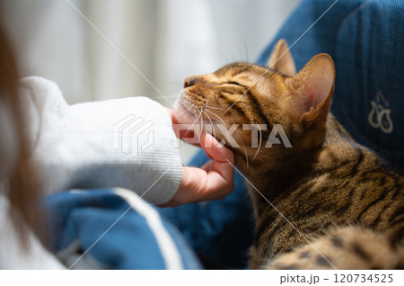 甘える猫（ベンガルキャット） 120734525