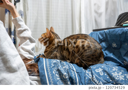 甘える猫(ベンガルキャット) 甘える猫(ベンガルキャット) 120734529